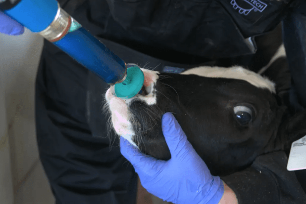 intranasal vaccination in dairy calves